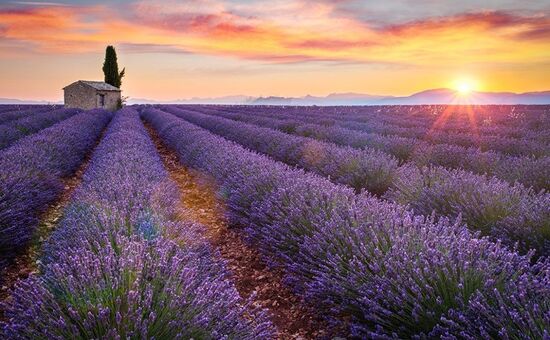 LAVANTA HASADI SALDA GÖLÜ EĞİRDİR TURU