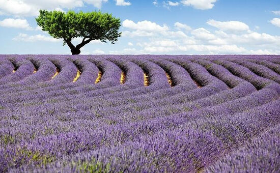 LAVANTA HASADI SALDA GÖLÜ EĞİRDİR TURU