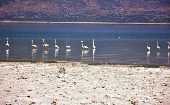 LAVANTA HASADI SALDA GÖLÜ EĞİRDİR TURU