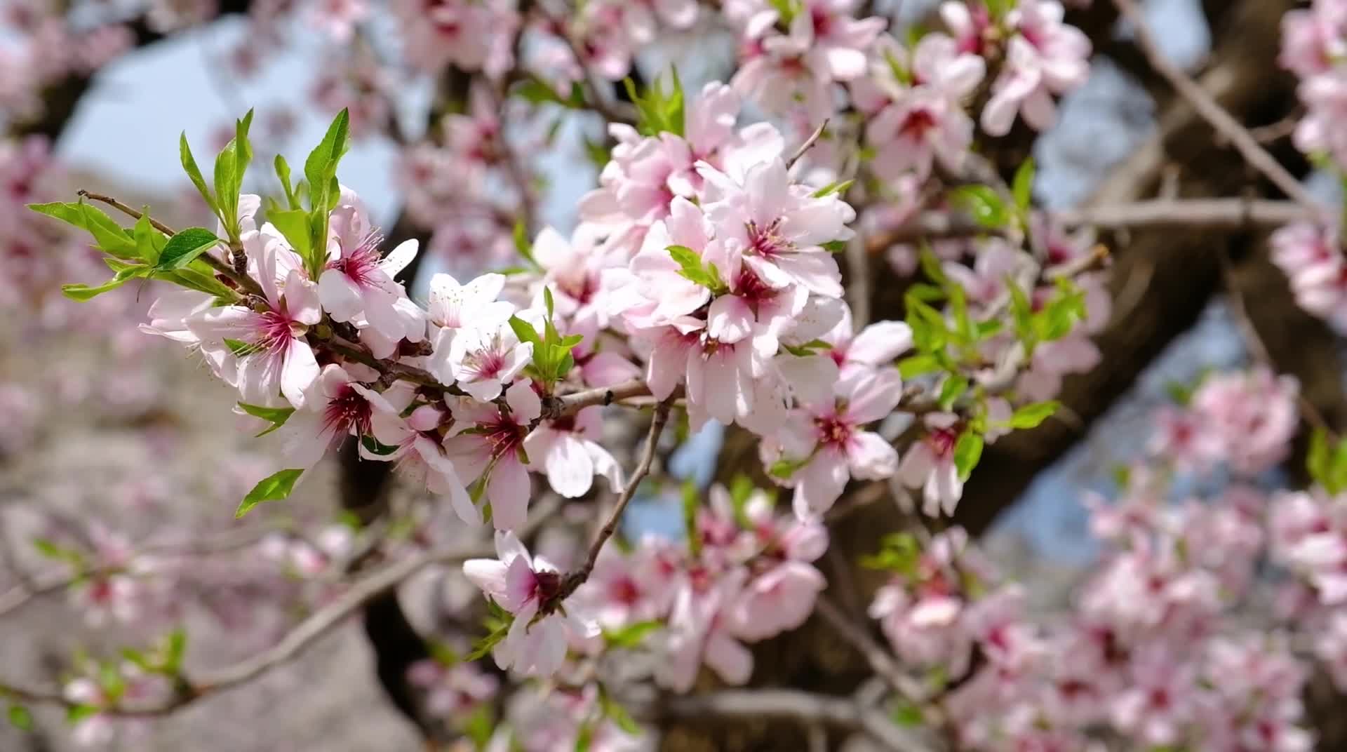 KONAKLAMALI DATÇA BADEM ÇİÇEĞİ FESTİVALİ TURU