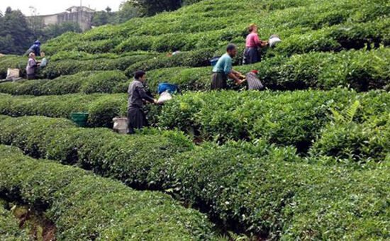 Batum Konaklamalı Eko Karadeniz Turu - 3 Gece Konaklamalı