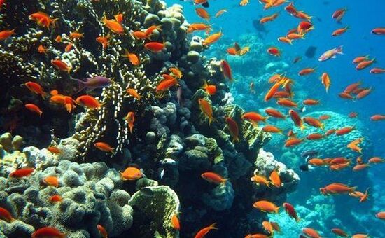 Ankara Çıkışlı Pegasus Havayolları İle Sharm El Sheik Turu