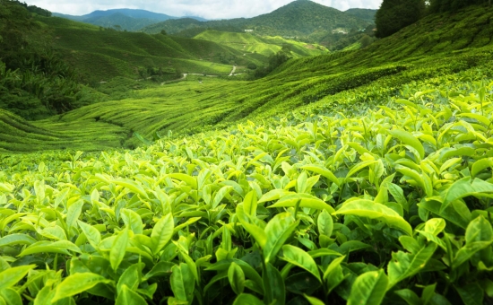 2025 KARADENİZ VE YAYLALAR TURU