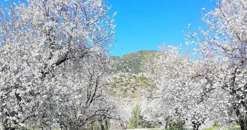KONAKLAMALI DATÇA BADEM ÇİÇEĞİ FESTİVALİ TURU